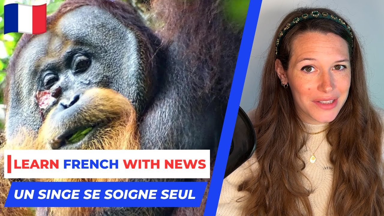 News in Slow French #13 - Un orang-outan soigne seul sa blessure